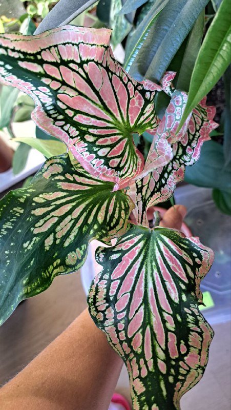 Аглаонема, коладиум, пиннатум марбл, алоказия, платицериум, хойя, монстера 2