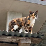 Кошечка Вуса ищет дом 4