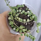 Комнатные растения 8