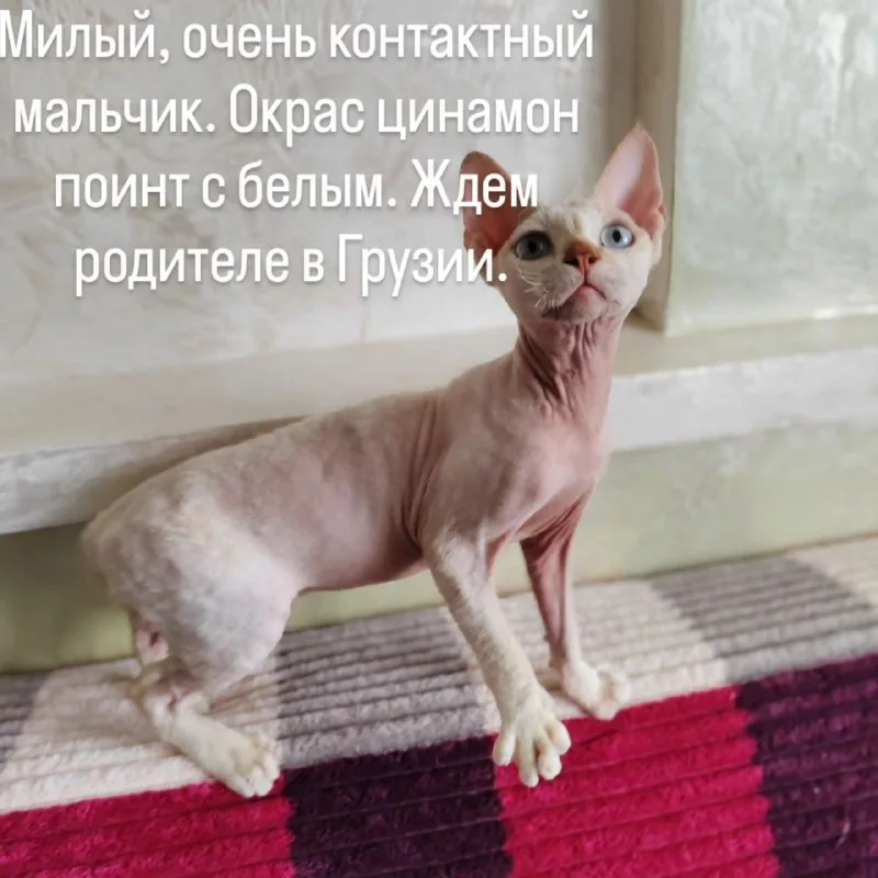Девон-рекс, мальчик, 4,5 месяца