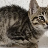 Котёнок Шпрот ищет дом 3