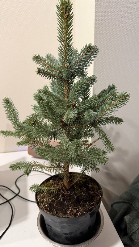 Ёлка в горшке маленькая на стол 2