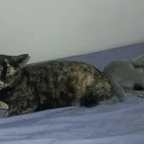 Кошка Куся 2
