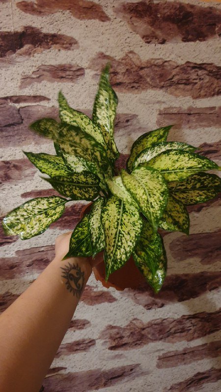 Замиокулькас Равен, Санса, Фикус лирата, Аглаонема 4