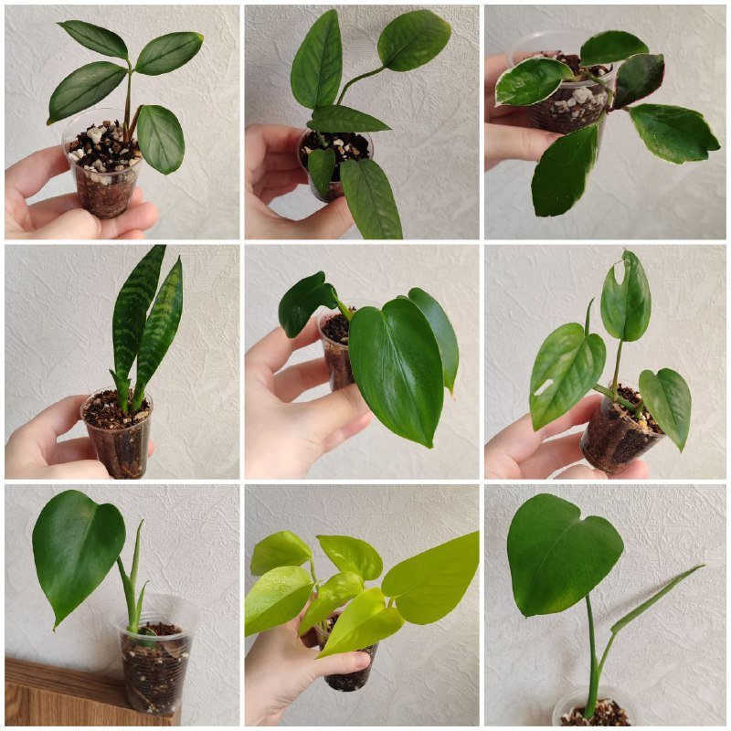 Комнатные растения