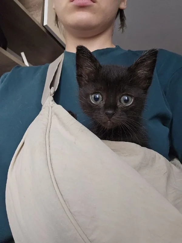 Котенок Малефисента 1