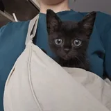 Котенок Малефисента 1