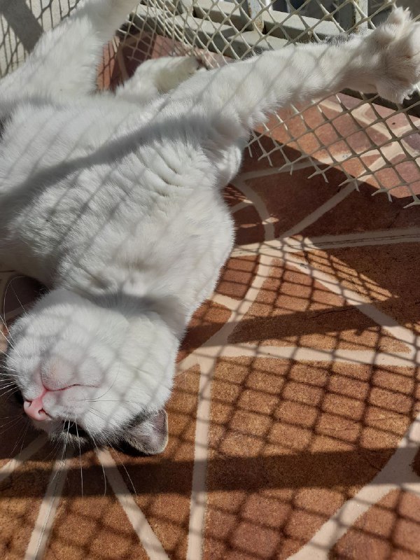 Кошка Мышка белая с серыми пятнами в дар 3