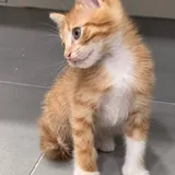 Котёнок Ирис 3
