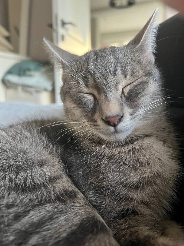 Серая кошка Соня ищет дом 3