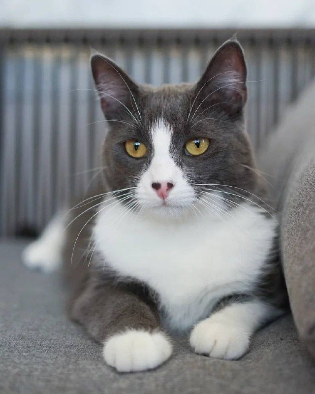 Иви кошка с характером и любовью