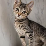 Котята 5