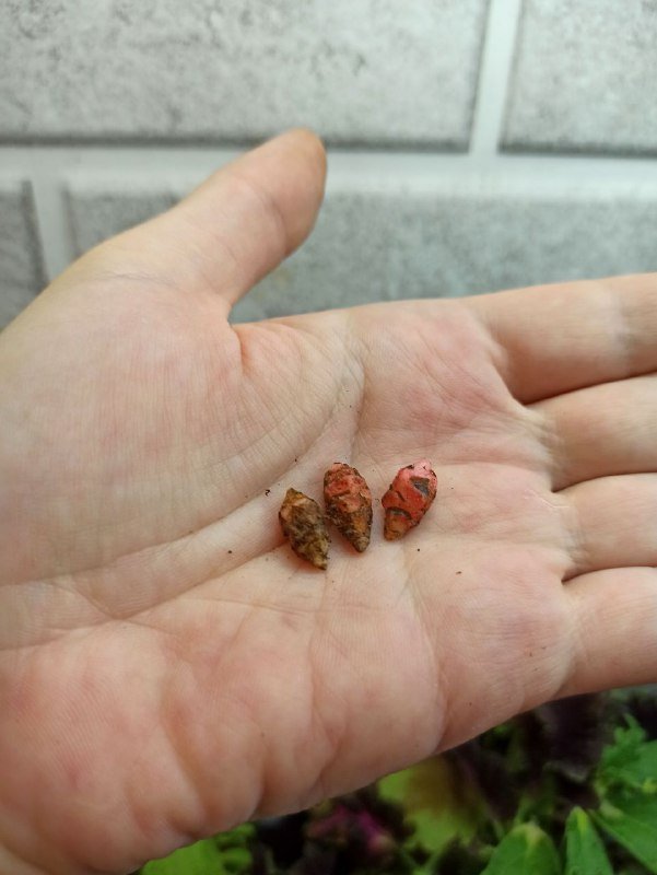 Клубни алоказий Лонгилоба, Нобилис, Жаклин 4