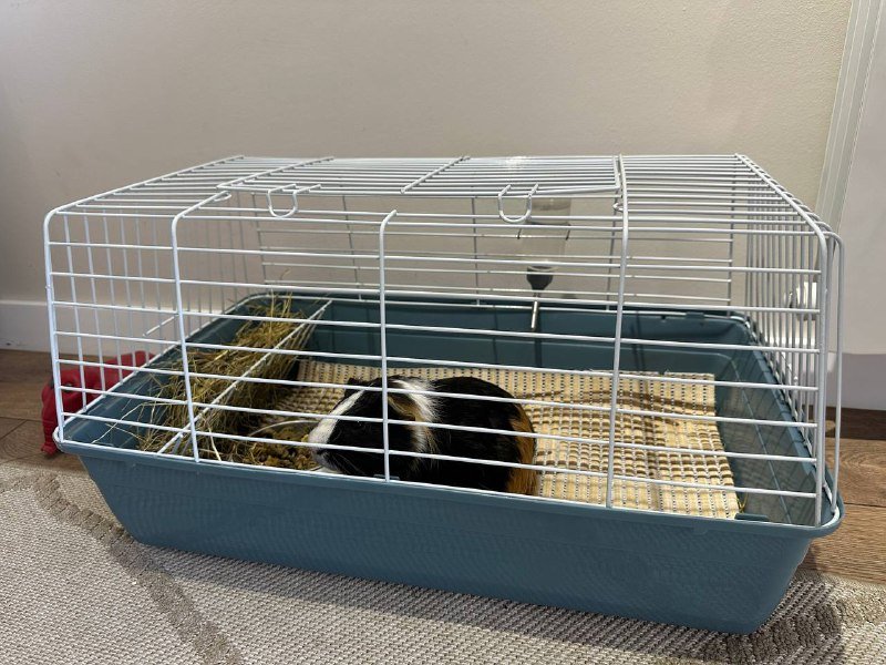 Морская свинка Пуфи с клеткой и аксессуарами 4