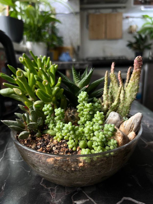 6 видов суккулентов с плошкой 6