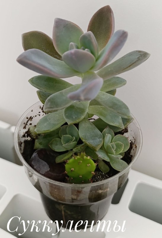 Декабрист, Суккуленты, Хлорофитум, Красула 2