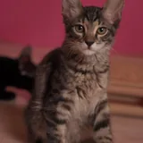Котёнок Маршалл 5