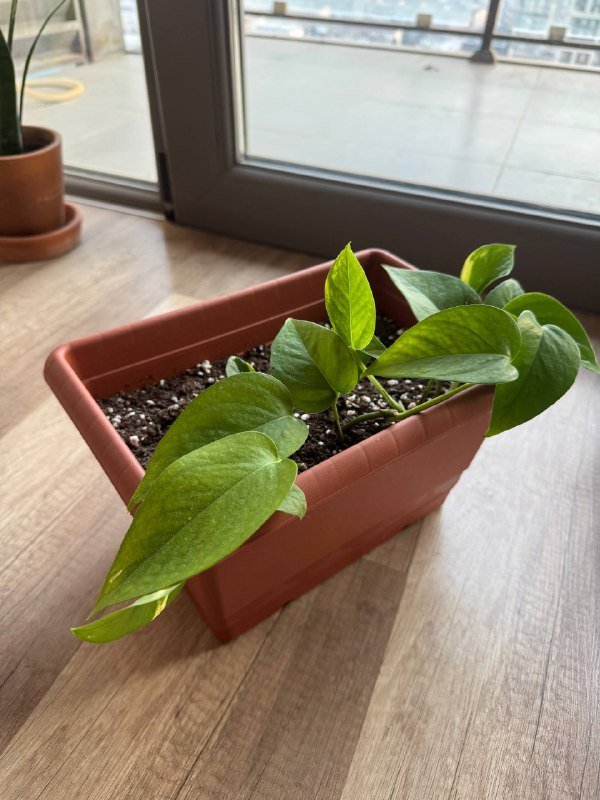 Цветок растение 2