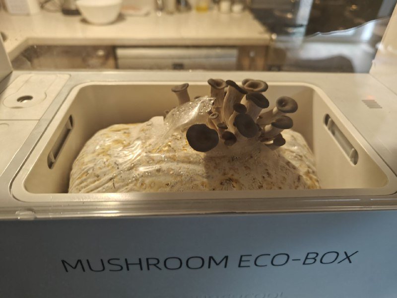 Гроубокс автоматический для выращивания грибов 2