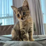 Котенок 2