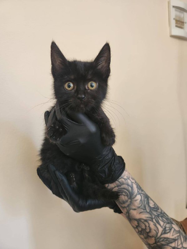 Котята 3
