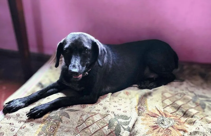 Собака Маша
