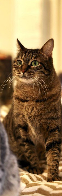 Кошка Соня ищет дом