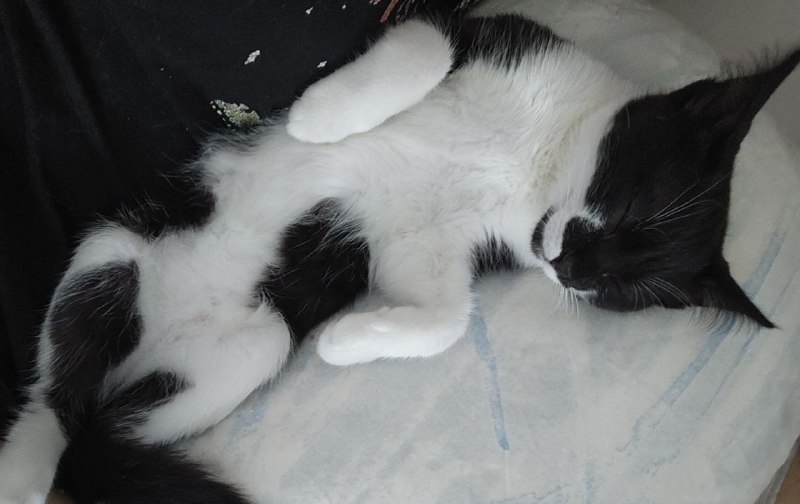 Котенок Пузик ищет дом с игрушками и кормом 8