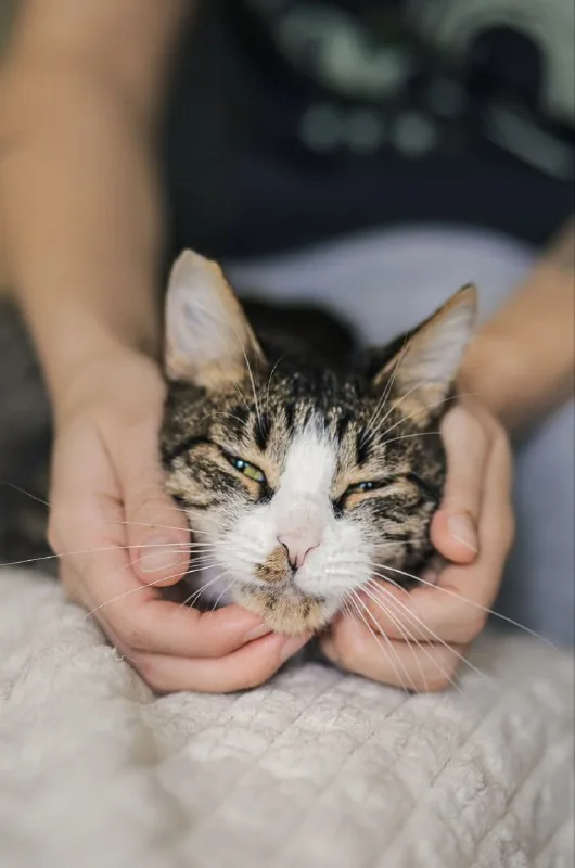 Касенька — кошка ищет дом 1