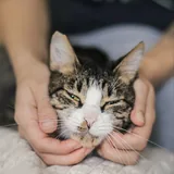 Касенька — кошка ищет дом 1
