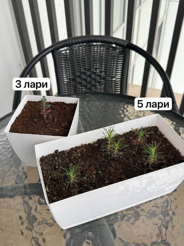 Авокадо, тутовые деревья, чистец, хвойные деревья в горшках 4