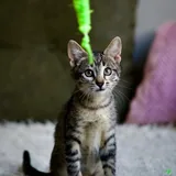Юная кошечка 2