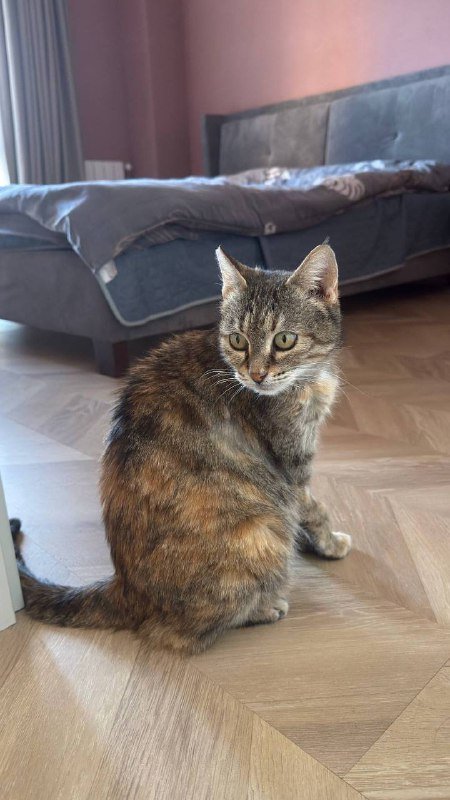 Ласковая кошечка 3 года в добрые руки