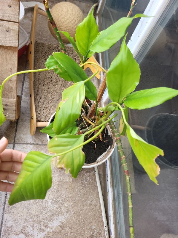 Растение цветок в горшке с тарелкой 3