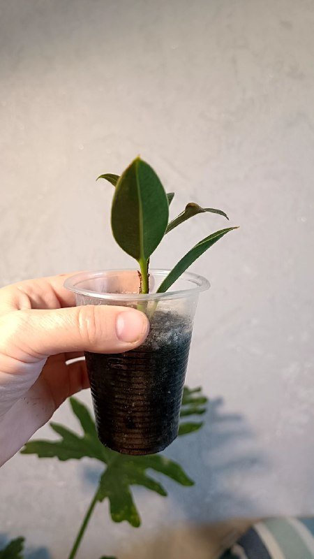 Растения: Циссус триколор, Сингониум, Фикус Мелани 8