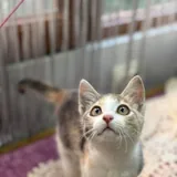 Котенок девочка 2