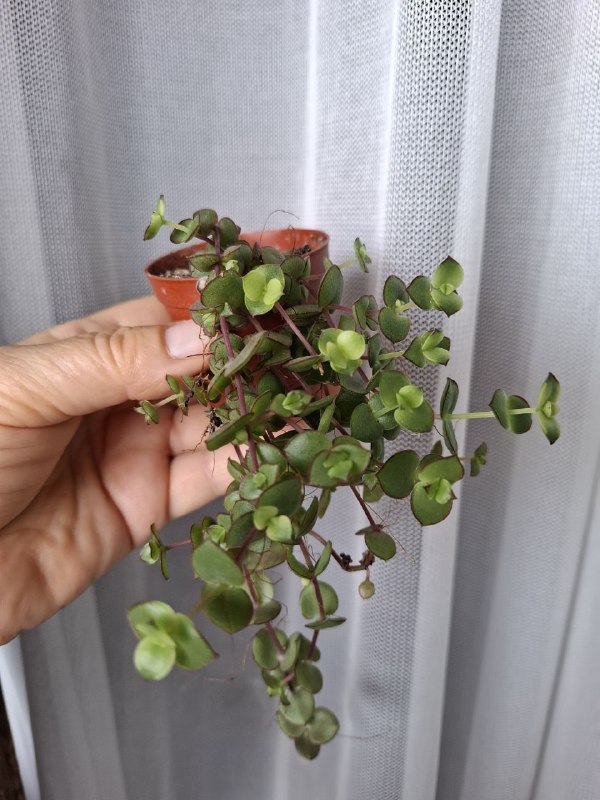 Портулак, суккуленты, папоротник, оттона, фикусы 5