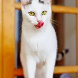 Тильда, кошка 3