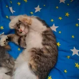 Котята в добрые руки 7
