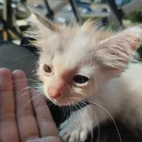 Котята 2