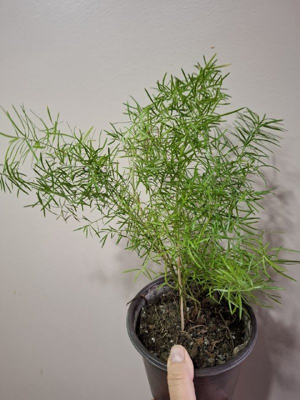 Монстера, Эуфорбия, Сингониум, Аспарагус, Композиция, Фикус 8