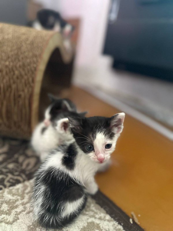 Котята черно-белые взрослые для дома 4