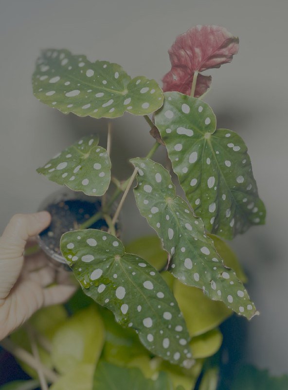 Бегония макулата домашнее растение