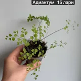 Комнатные растения, цветы, папоротник Адиантум, хойя, пеперомия 4