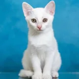 Кошечка Мия, 4 месяца 2