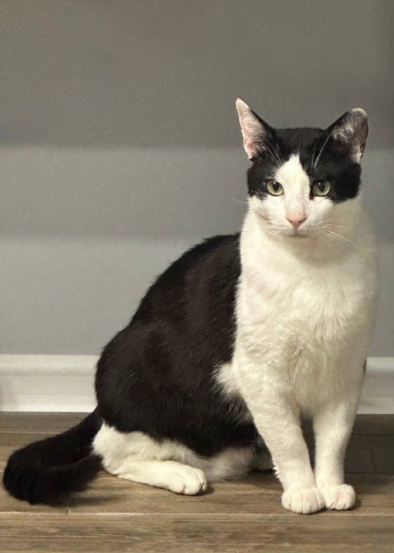 Кот Тесла ищет дом или передержку