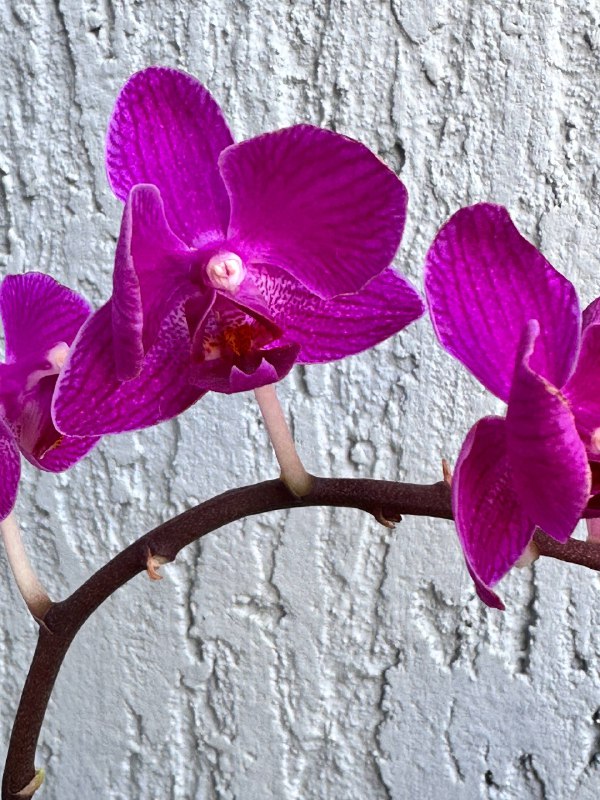 Орхидеи Phalaenopsis mini с горшком 9