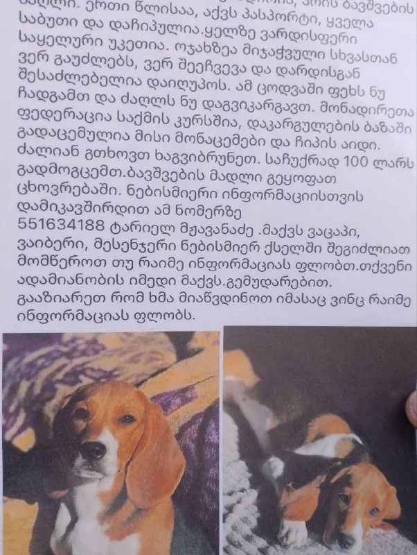 Пропала собака бигль