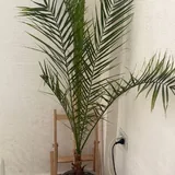 Растения, фикус Бенджамина, пальма, пахиподиум, аглаонема 2