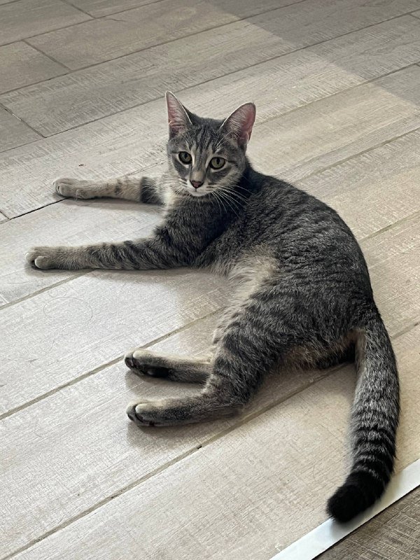 Серая кошка Соня ищет дом